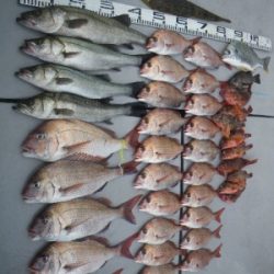 磯部釣船 直栄丸 釣果