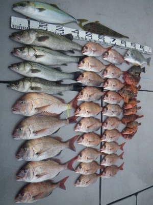 磯部釣船 直栄丸 釣果