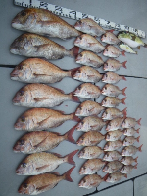 磯部釣船 直栄丸 釣果