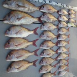 磯部釣船 直栄丸 釣果