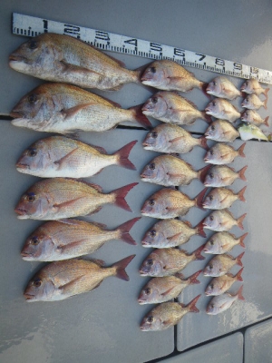 磯部釣船 直栄丸 釣果