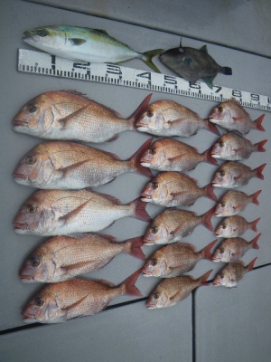 磯部釣船 直栄丸 釣果