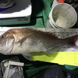 海宝丸 島根 釣果