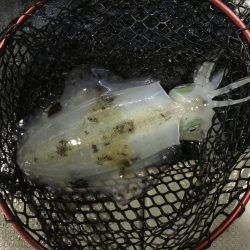 白墨丸 釣果