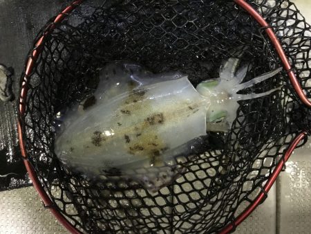 白墨丸 釣果