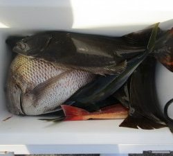 兼六丸 釣果