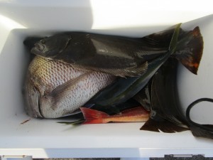 兼六丸 釣果