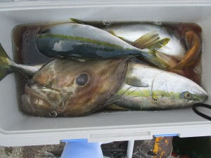 兼六丸 釣果