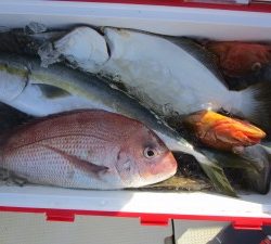 兼六丸 釣果