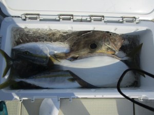 兼六丸 釣果