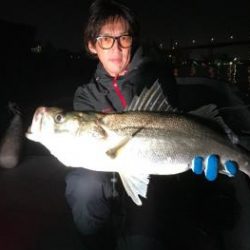 シーマジカル 釣果