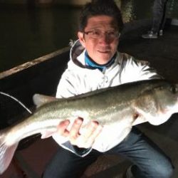 シーマジカル 釣果