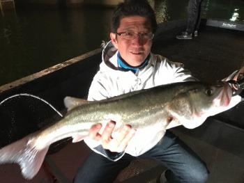 シーマジカル 釣果