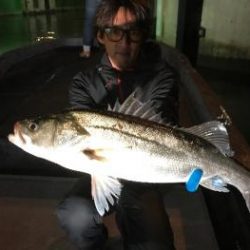 シーマジカル 釣果