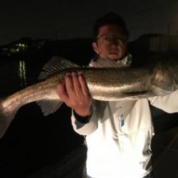 シーマジカル 釣果