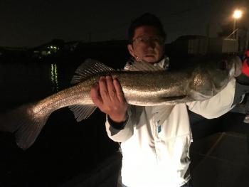 シーマジカル 釣果