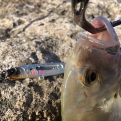 スレが早いメッキにラトル音が有効でした！【ルミカ エクストラーダ メタルジャッカーショアジギングレポート】