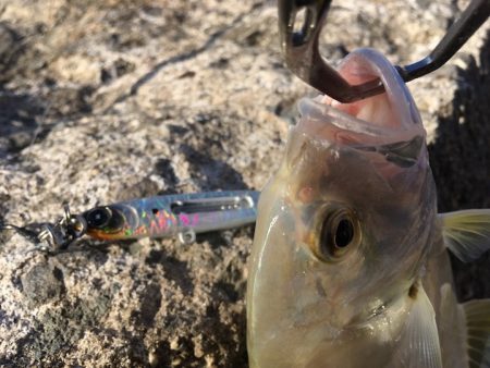 スレが早いメッキにラトル音が有効でした！【ルミカ エクストラーダ メタルジャッカーショアジギングレポート】