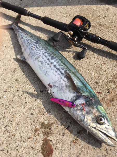 マイクロベイトのナブラ撃ちでサワラ、マダイ、シーバスが反応！【ルミカ エクストラーダ メタルジャッカーショアジギングレポート】