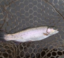 朝霞ガーデン 釣果