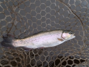 朝霞ガーデン 釣果