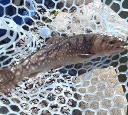 朝霞ガーデン 釣果