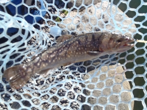 朝霞ガーデン 釣果