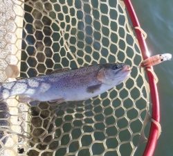 朝霞ガーデン 釣果