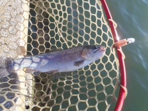 朝霞ガーデン 釣果