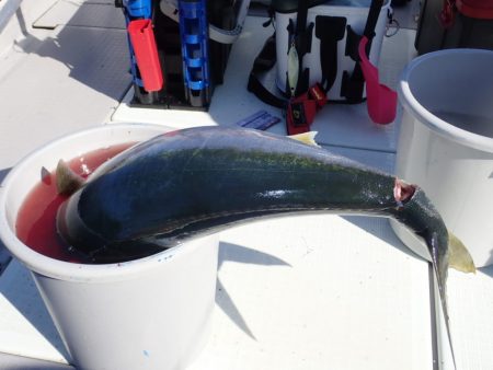 Aquanaut(アクアノート) 釣果