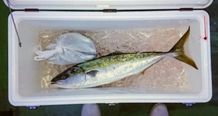 火遠理丸（ほおりまる） 釣果