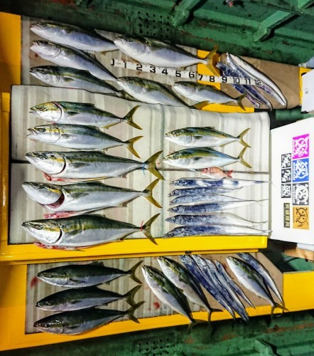 火遠理丸（ほおりまる） 釣果