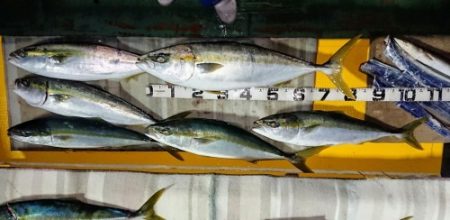 火遠理丸（ほおりまる） 釣果