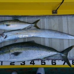 火遠理丸(ほおりまる) 釣果