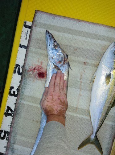 火遠理丸(ほおりまる) 釣果