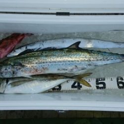 火遠理丸(ほおりまる) 釣果