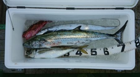 火遠理丸(ほおりまる) 釣果