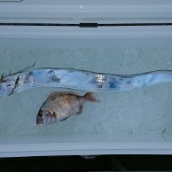 火遠理丸(ほおりまる) 釣果