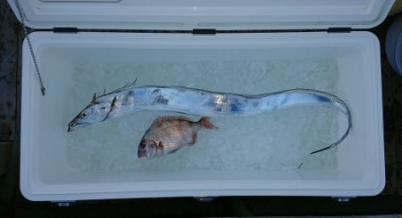 火遠理丸(ほおりまる) 釣果