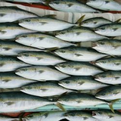 火遠理丸（ほおりまる） 釣果