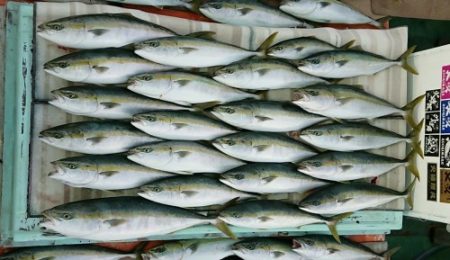 火遠理丸（ほおりまる） 釣果