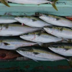 火遠理丸（ほおりまる） 釣果