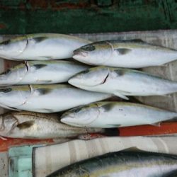 火遠理丸（ほおりまる） 釣果