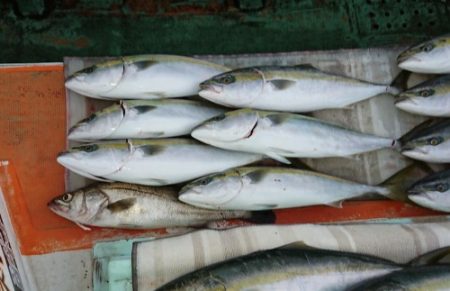 火遠理丸（ほおりまる） 釣果