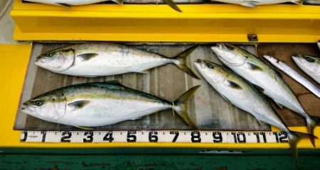 火遠理丸（ほおりまる） 釣果