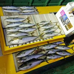 火遠理丸（ほおりまる） 釣果