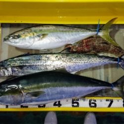 火遠理丸（ほおりまる） 釣果