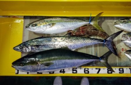 火遠理丸（ほおりまる） 釣果