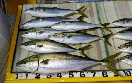 火遠理丸（ほおりまる） 釣果