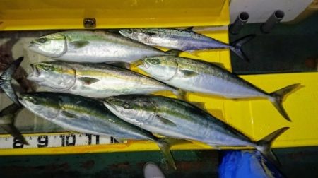 火遠理丸（ほおりまる） 釣果